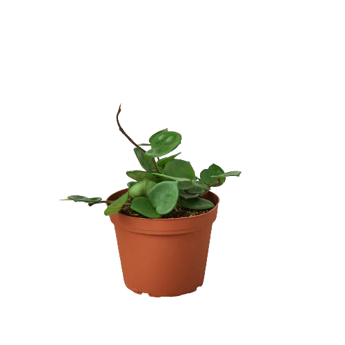Hoya 'Chelsea'