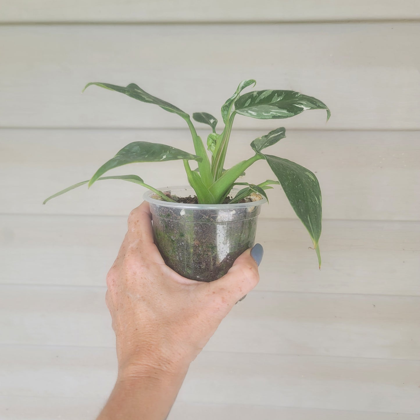 Philodendron White Wizard