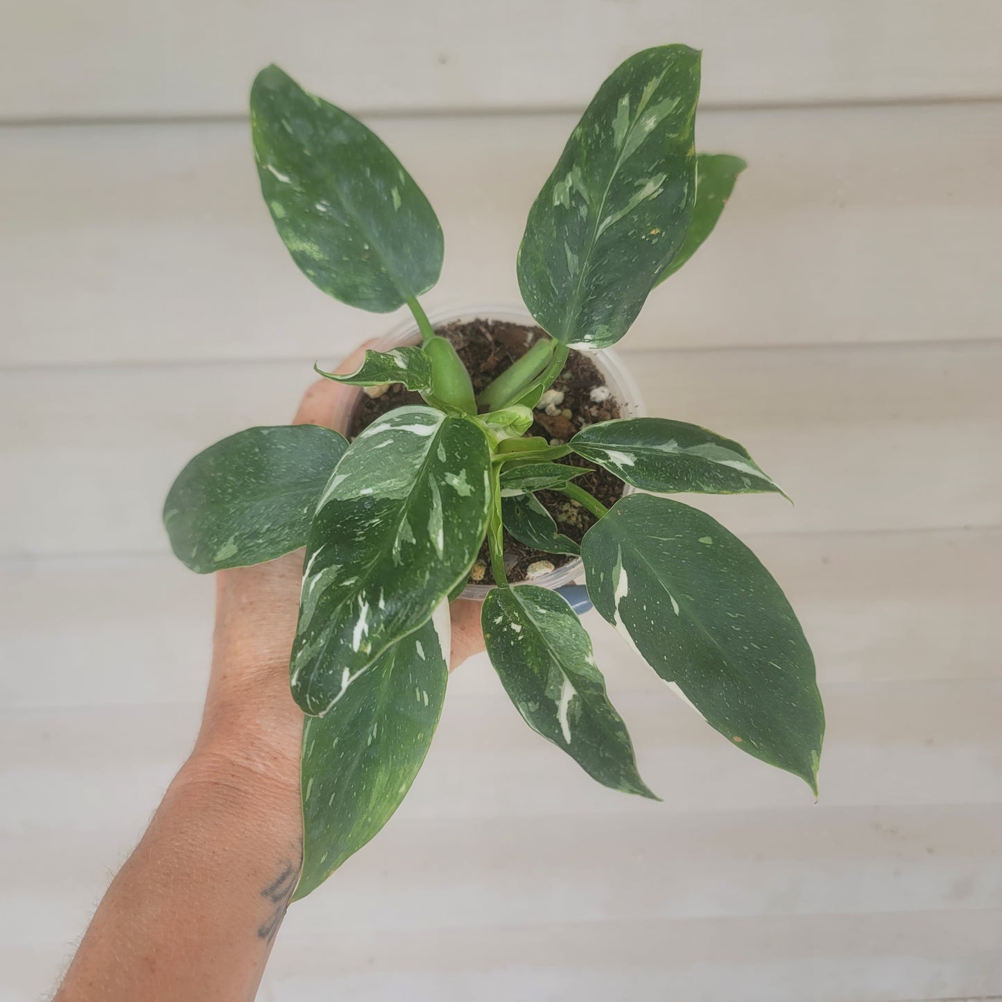 Philodendron White Wizard