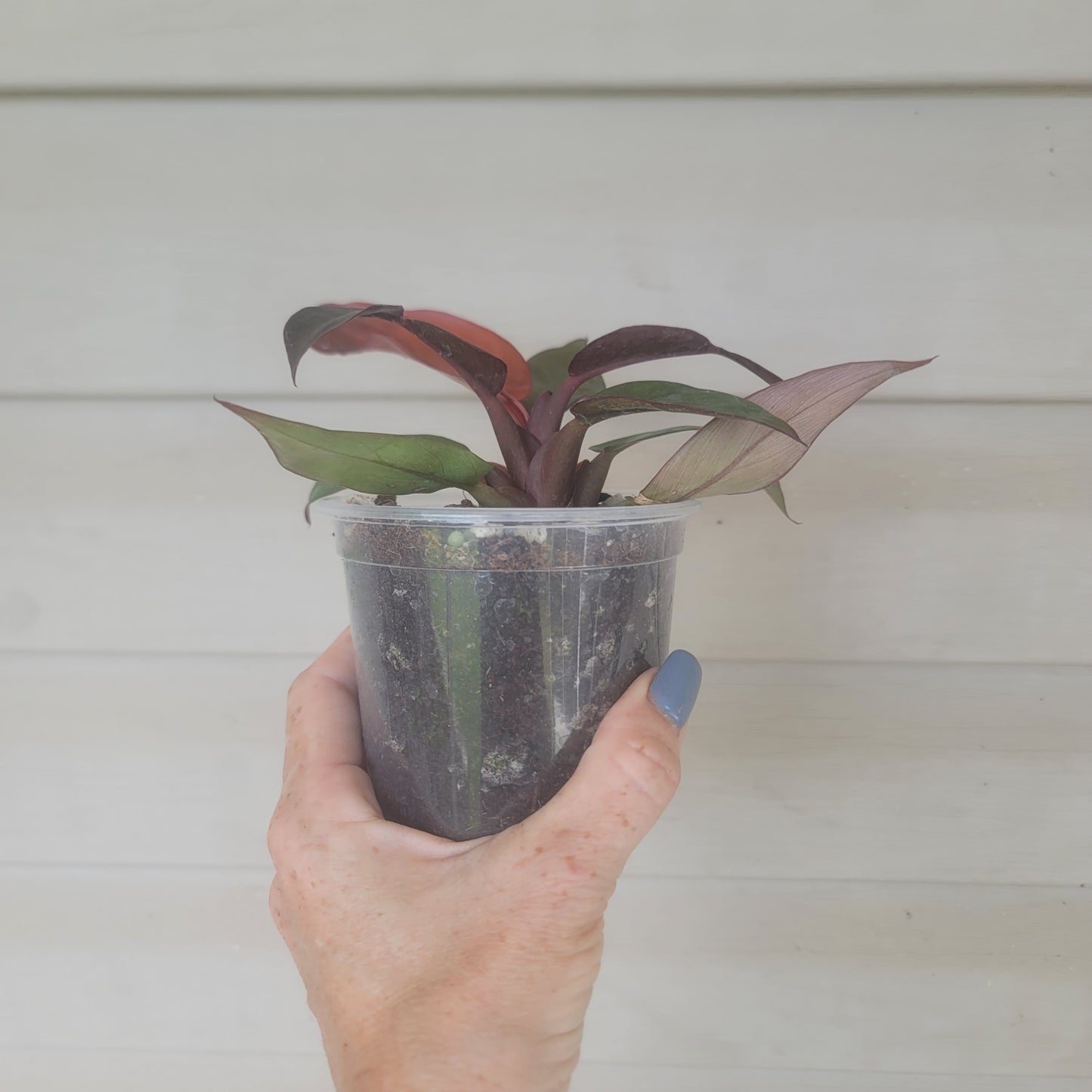 Philodendron Sun Red