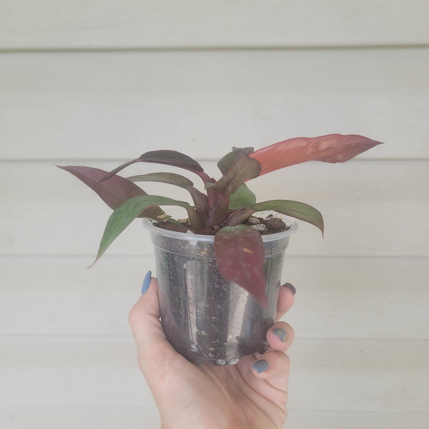 Philodendron Sun Red