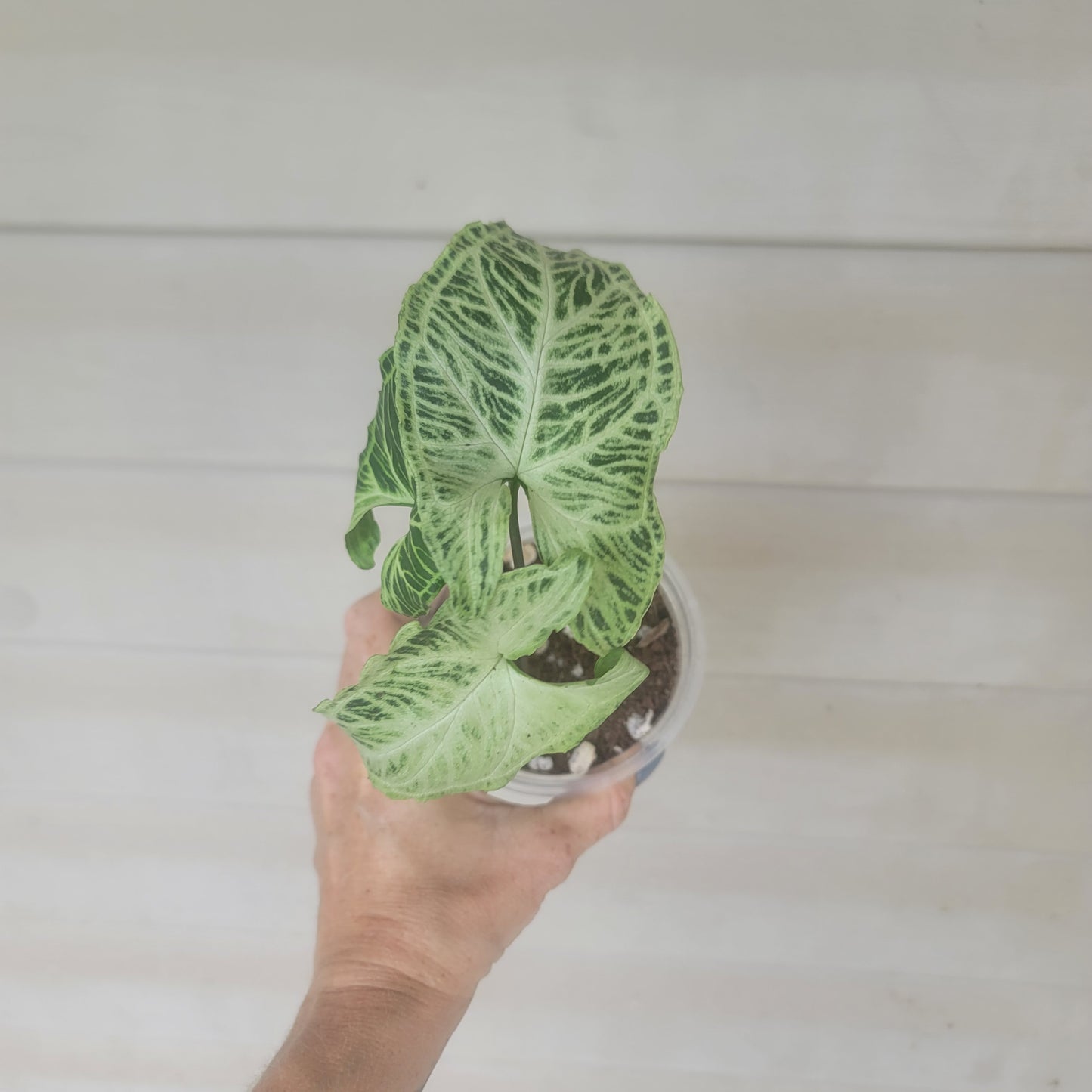 Syngonium Batik