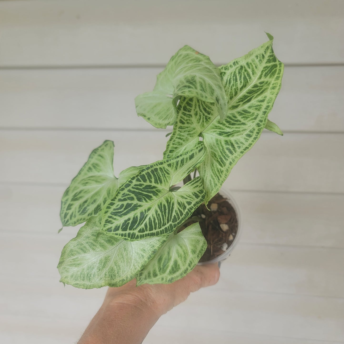 Syngonium Batik