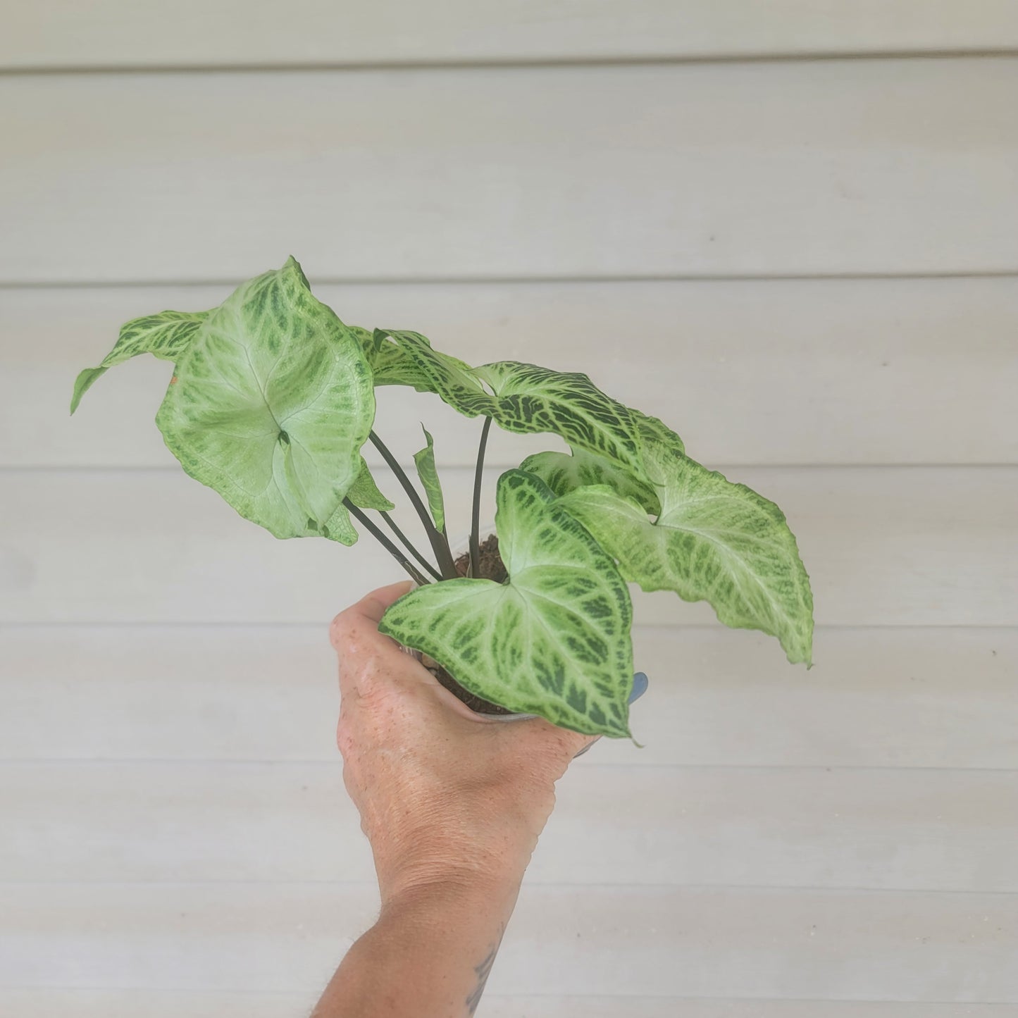 Syngonium Batik