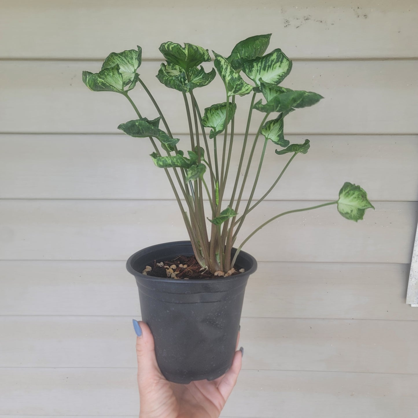 Syngonium Godzilla