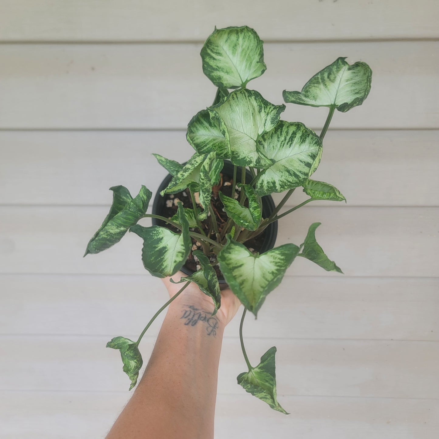 Syngonium Godzilla