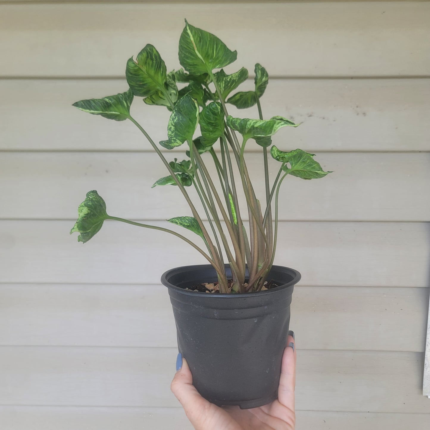 Syngonium Godzilla