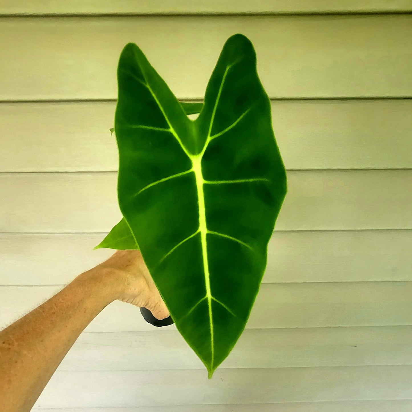 Alocasia| Frydek| Live 4" Potted Plant
