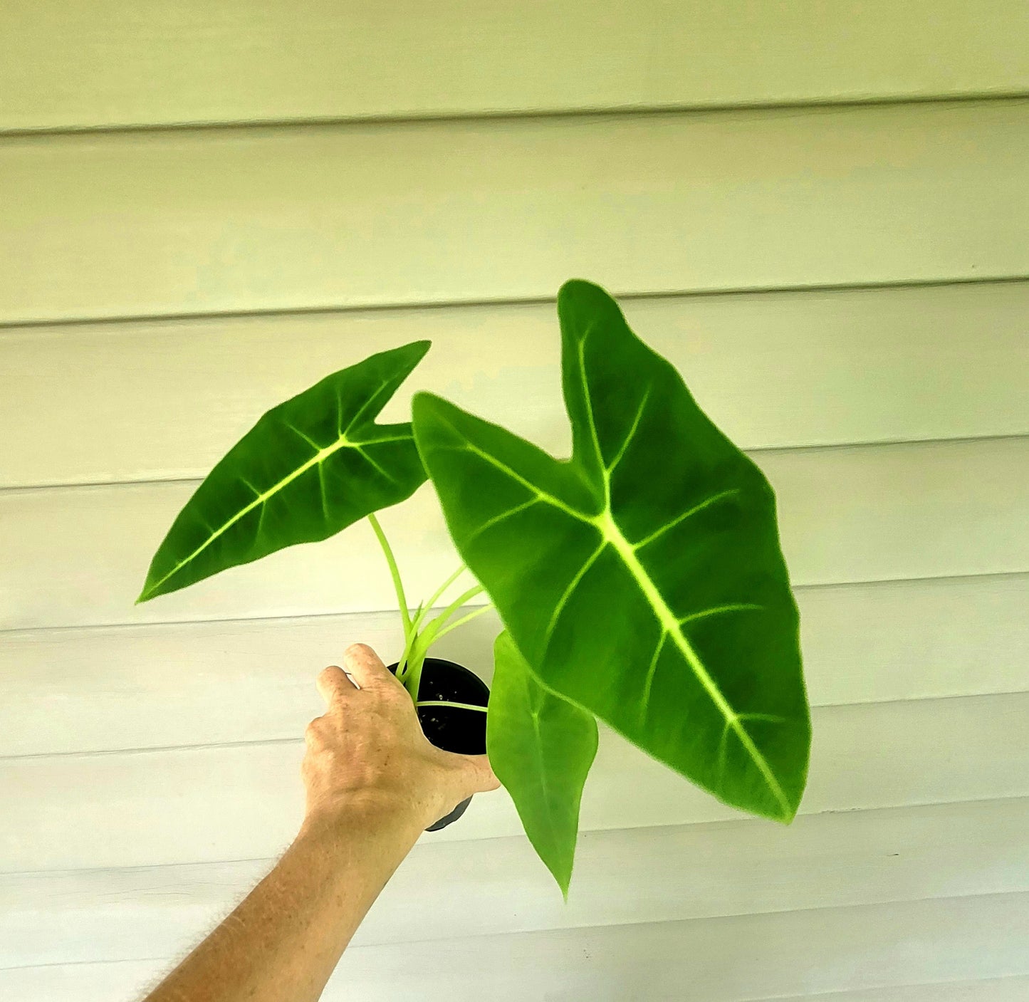 Alocasia| Frydek| Live 4" Potted Plant