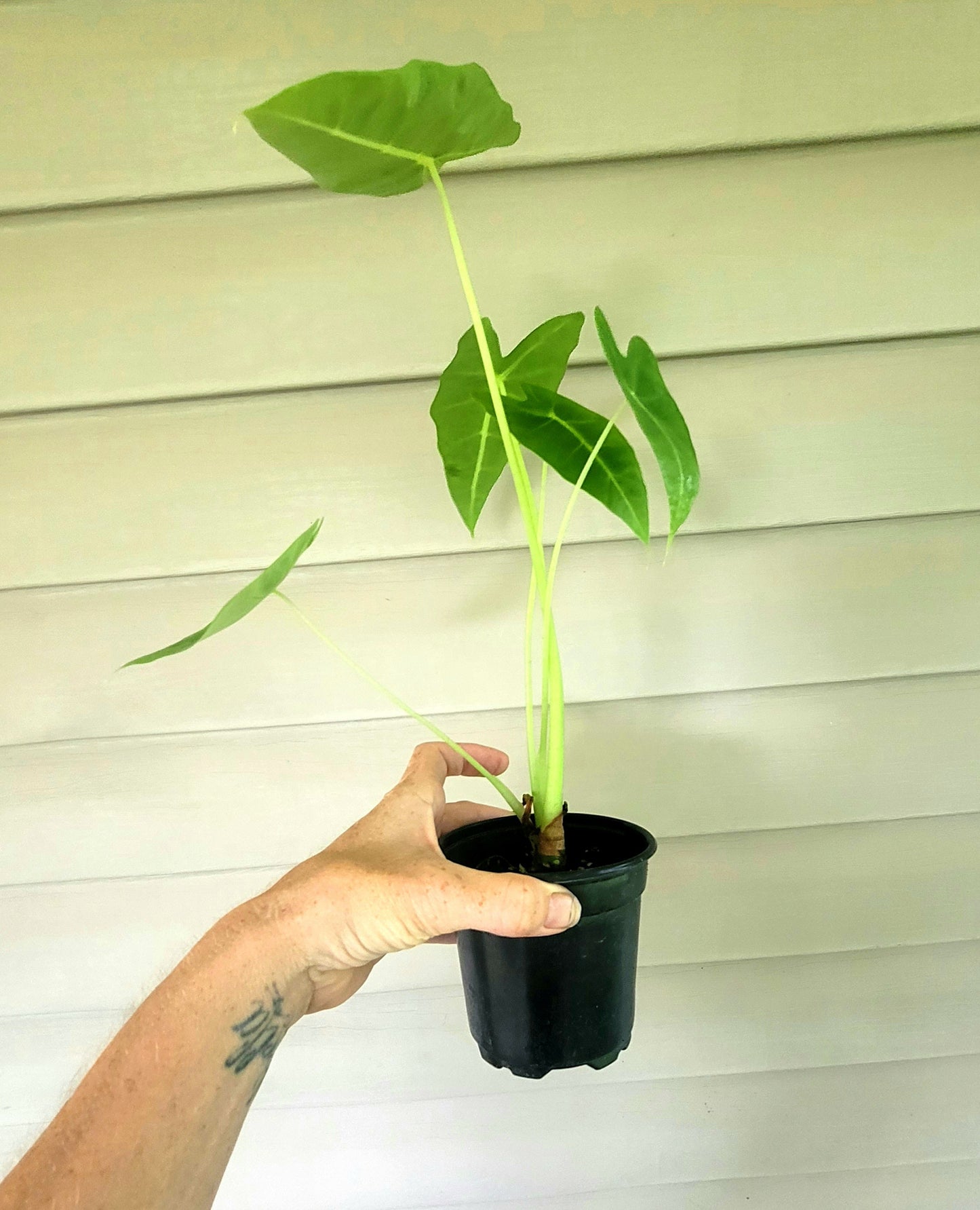 Alocasia| Frydek| Live 4" Potted Plant