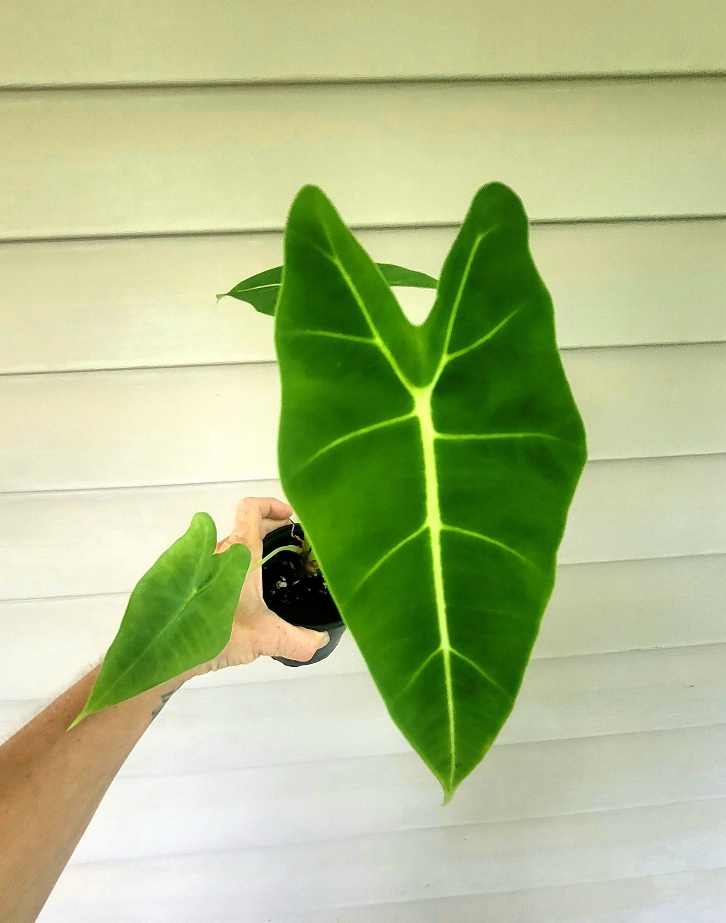 Alocasia| Frydek| Live 4" Potted Plant