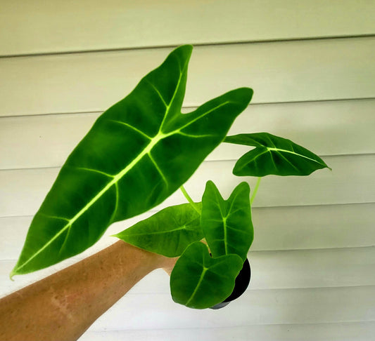 Alocasia| Frydek| Live 4" Potted Plant