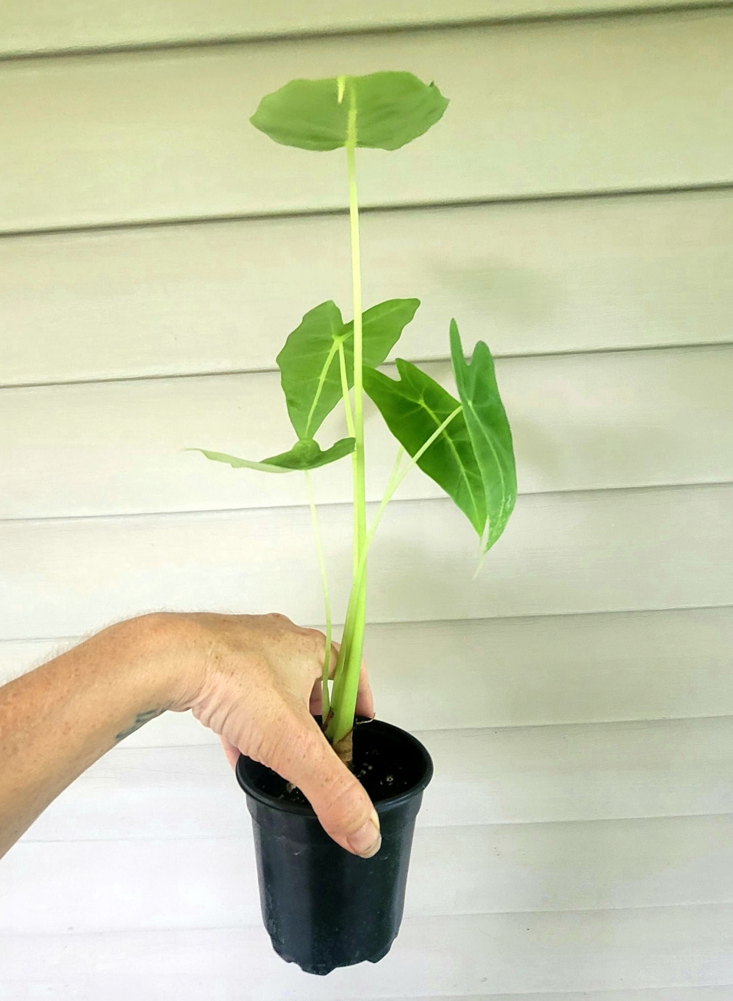 Alocasia| Frydek| Live 4" Potted Plant