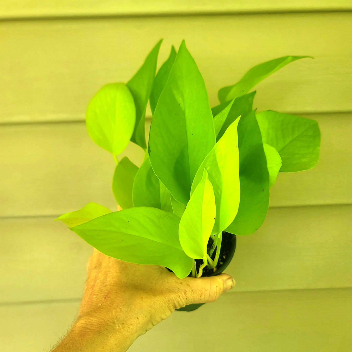 Pothos| Neon| Live 4" Potted Tropical House Plant