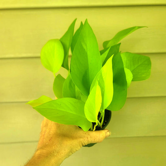 Pothos| Neon| Live 4" Potted Tropical House Plant