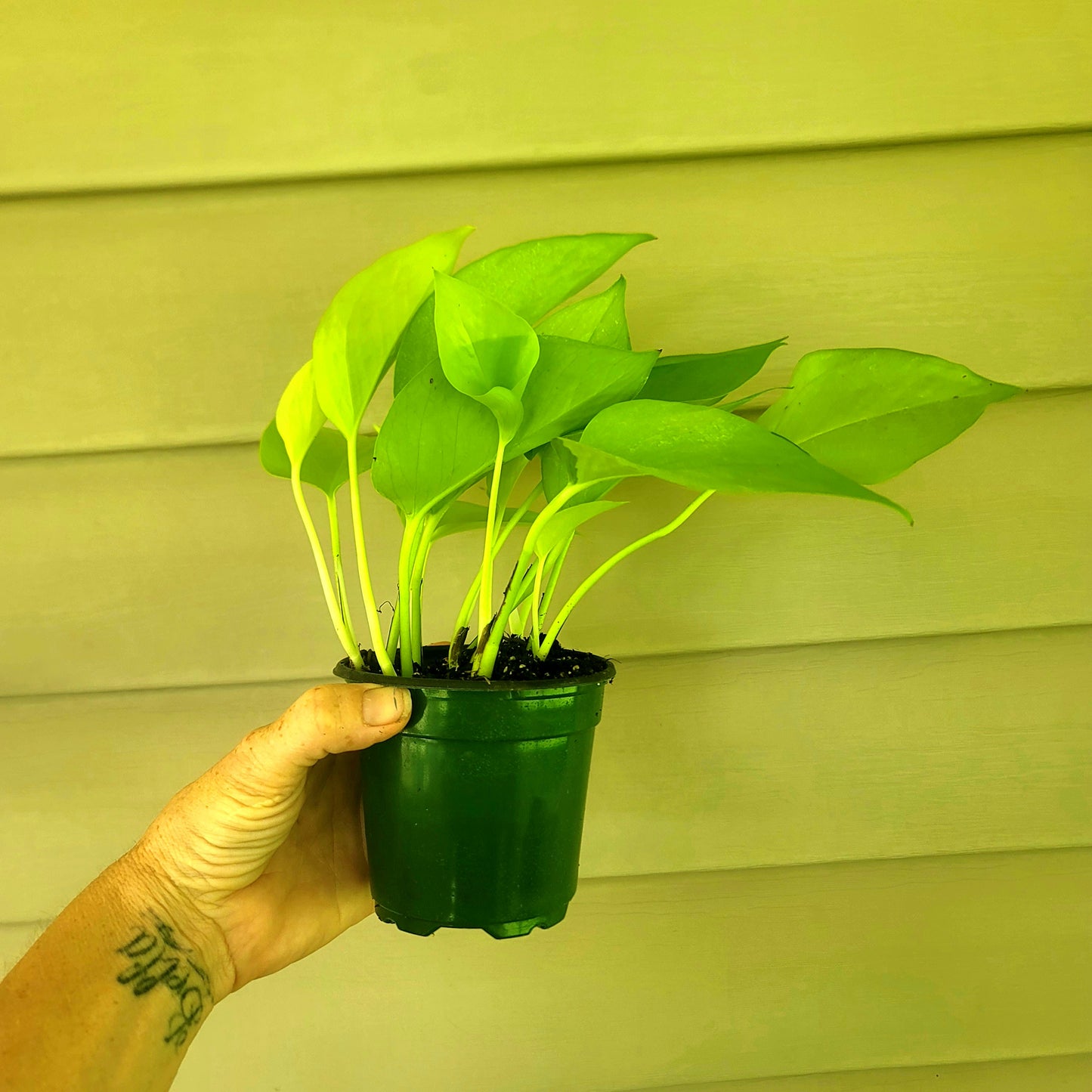 Pothos| Neon| Live 4" Potted Tropical House Plant