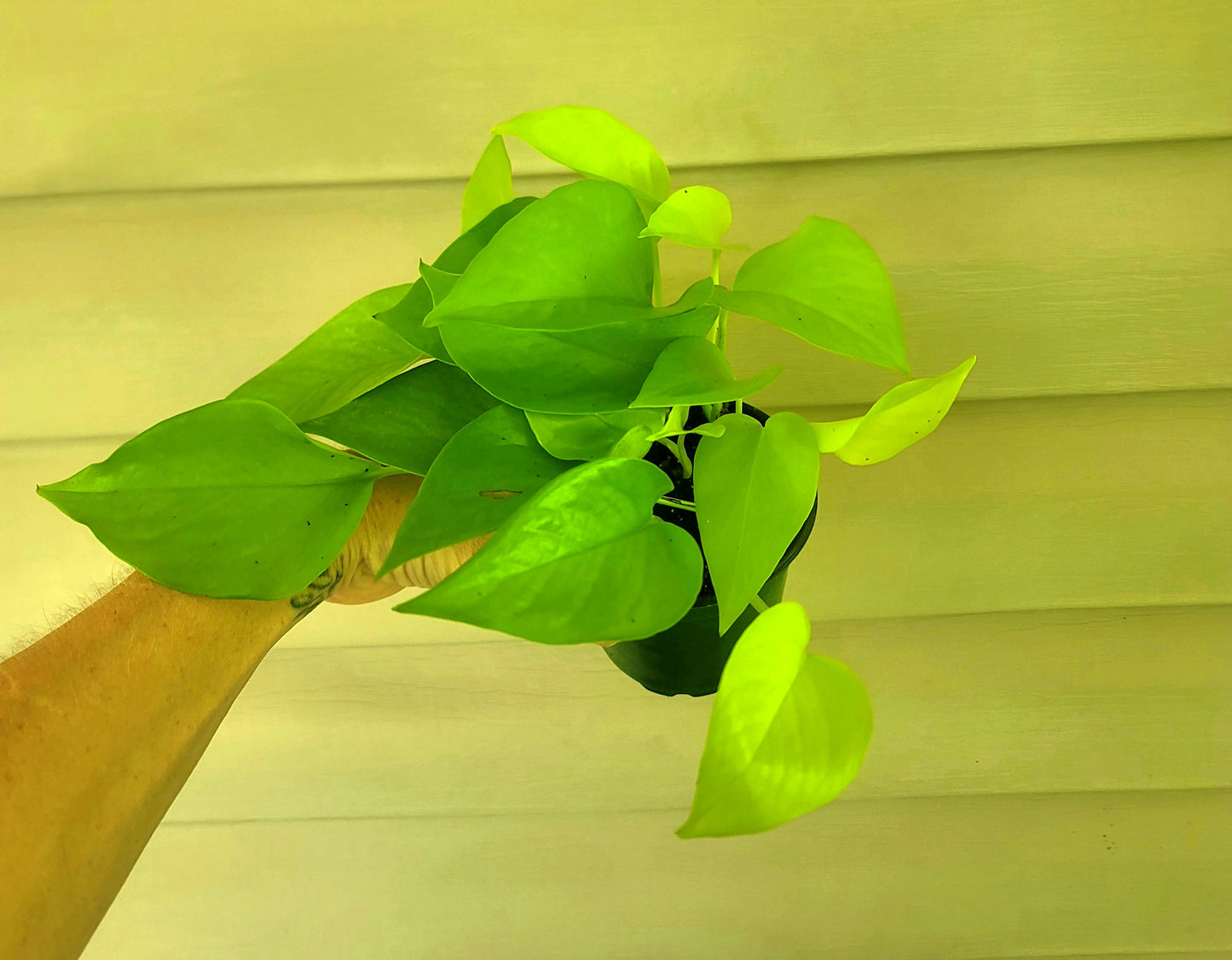 Pothos| Neon| Live 4" Potted Tropical House Plant