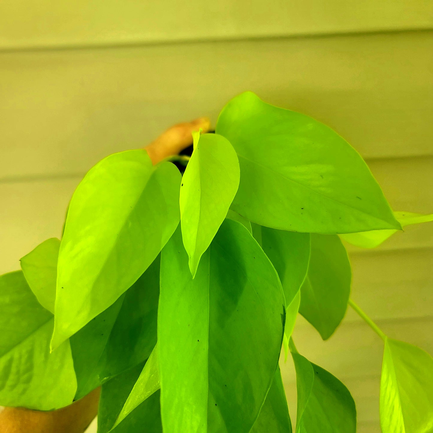 Pothos| Neon| Live 4" Potted Tropical House Plant