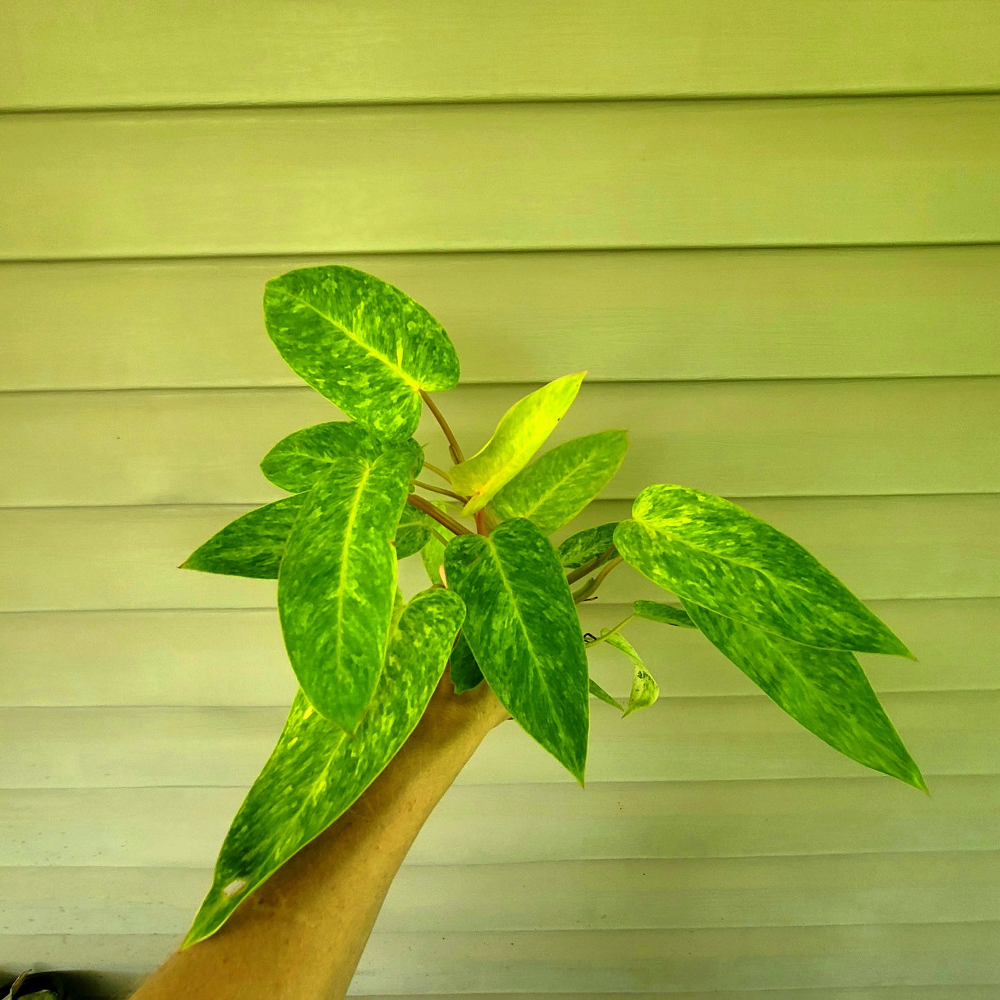 Philodendron| Painted Lady| Live 4" Potted Indoor Tropical Plant