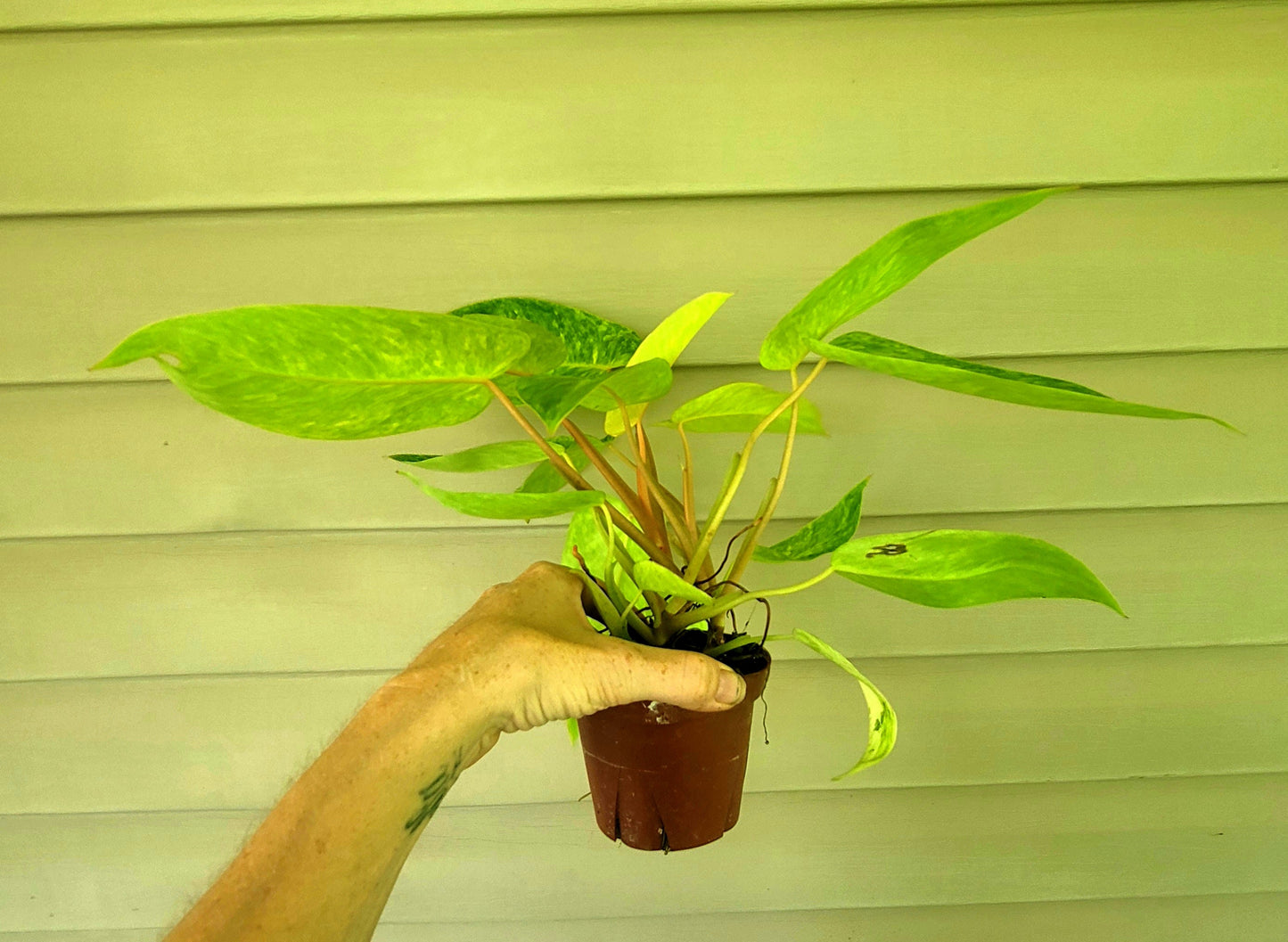 Philodendron| Painted Lady| Live 4" Potted Indoor Tropical Plant