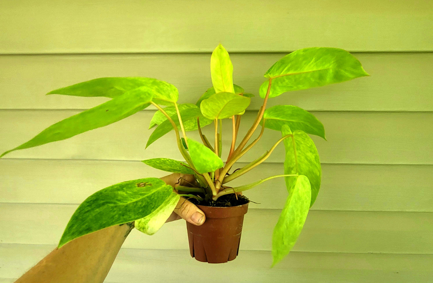 Philodendron| Painted Lady| Live 4" Potted Indoor Tropical Plant