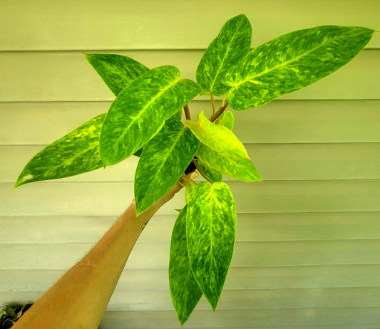 Philodendron| Painted Lady| Live 4" Potted Indoor Tropical Plant