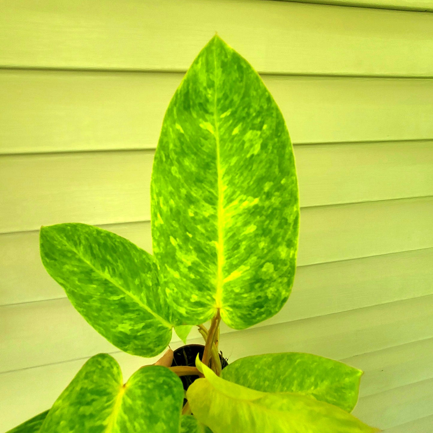 Philodendron| Painted Lady| Live 4" Potted Indoor Tropical Plant