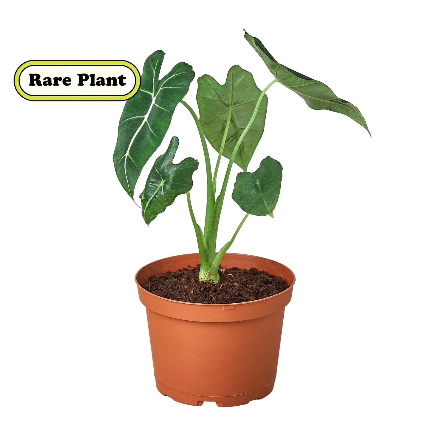 Alocasia - 'Frydek'