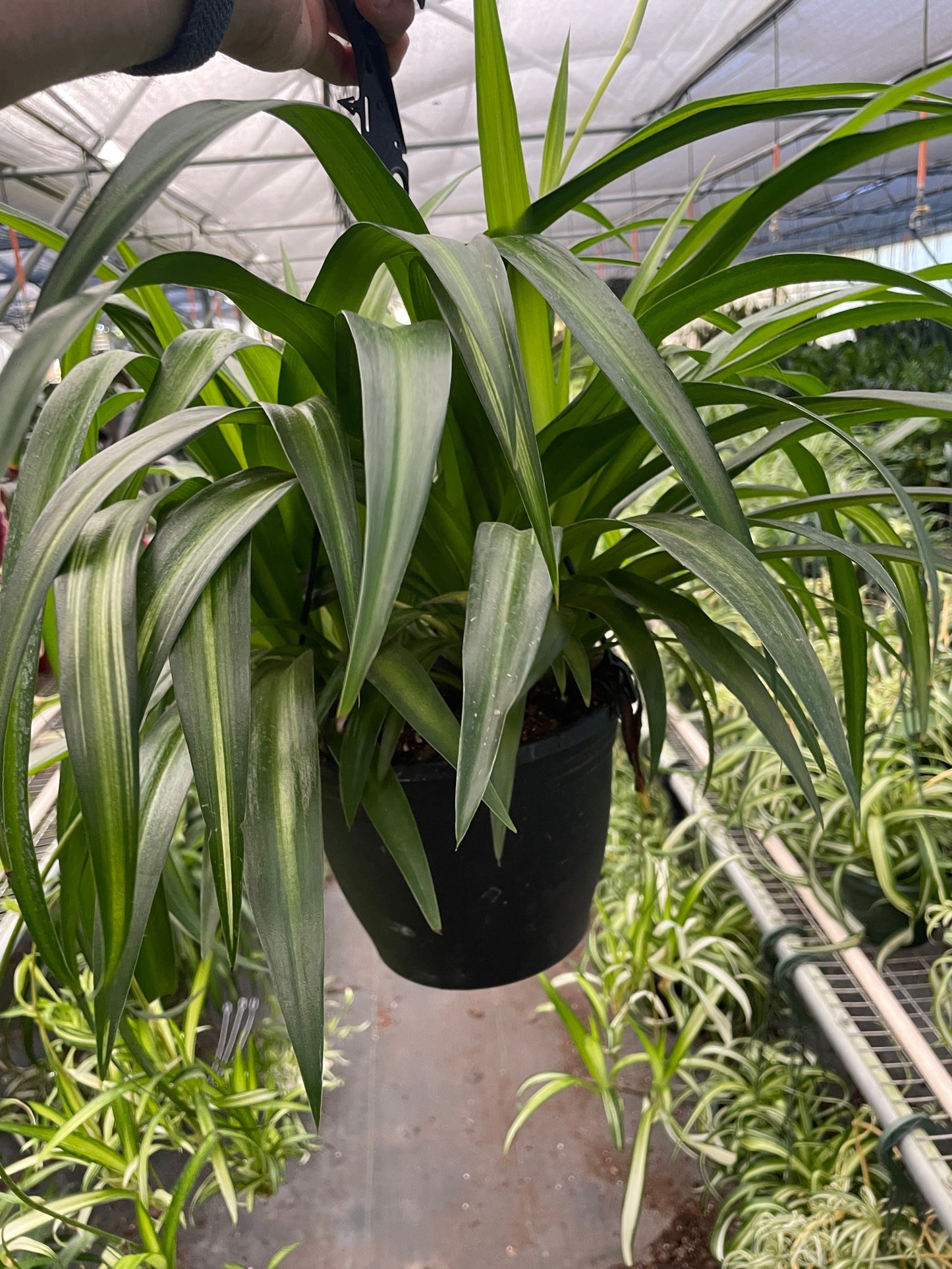 Spider Plant - Hawaiian