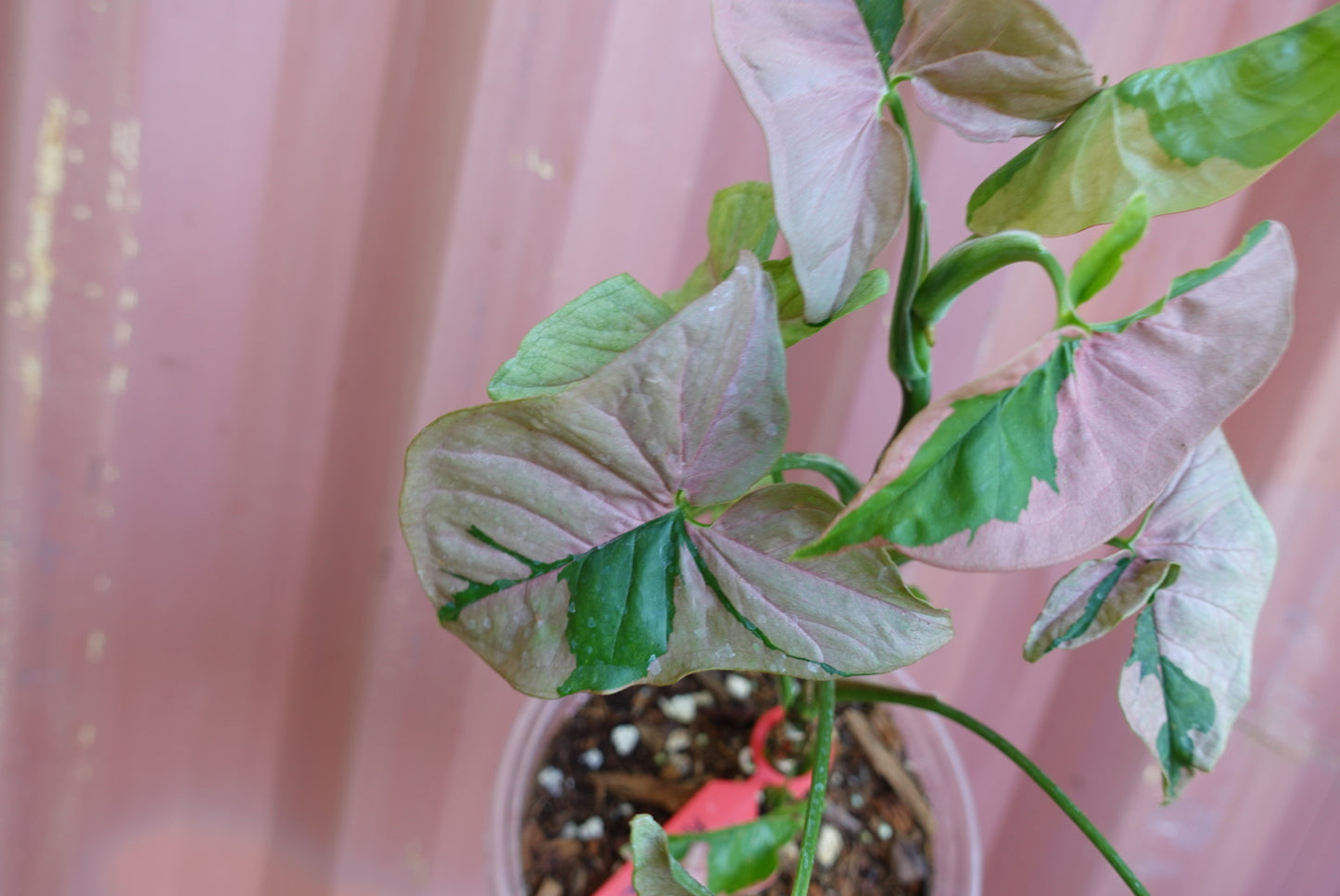 Syngonium Pink Lava