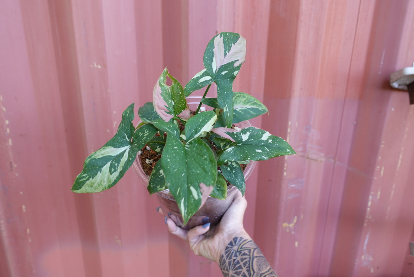 Syngonium Tri Color