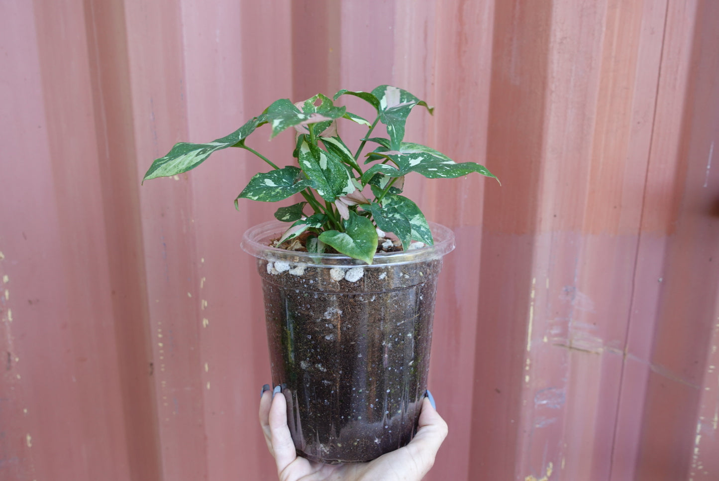 Syngonium Tri Color