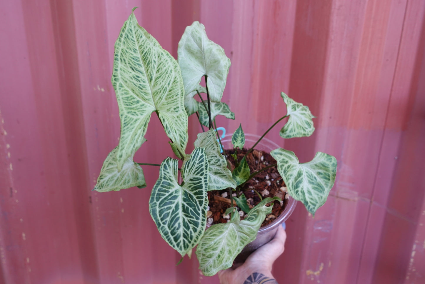 Syngonium Batik