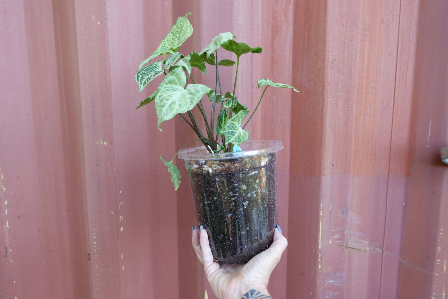 Syngonium Batik