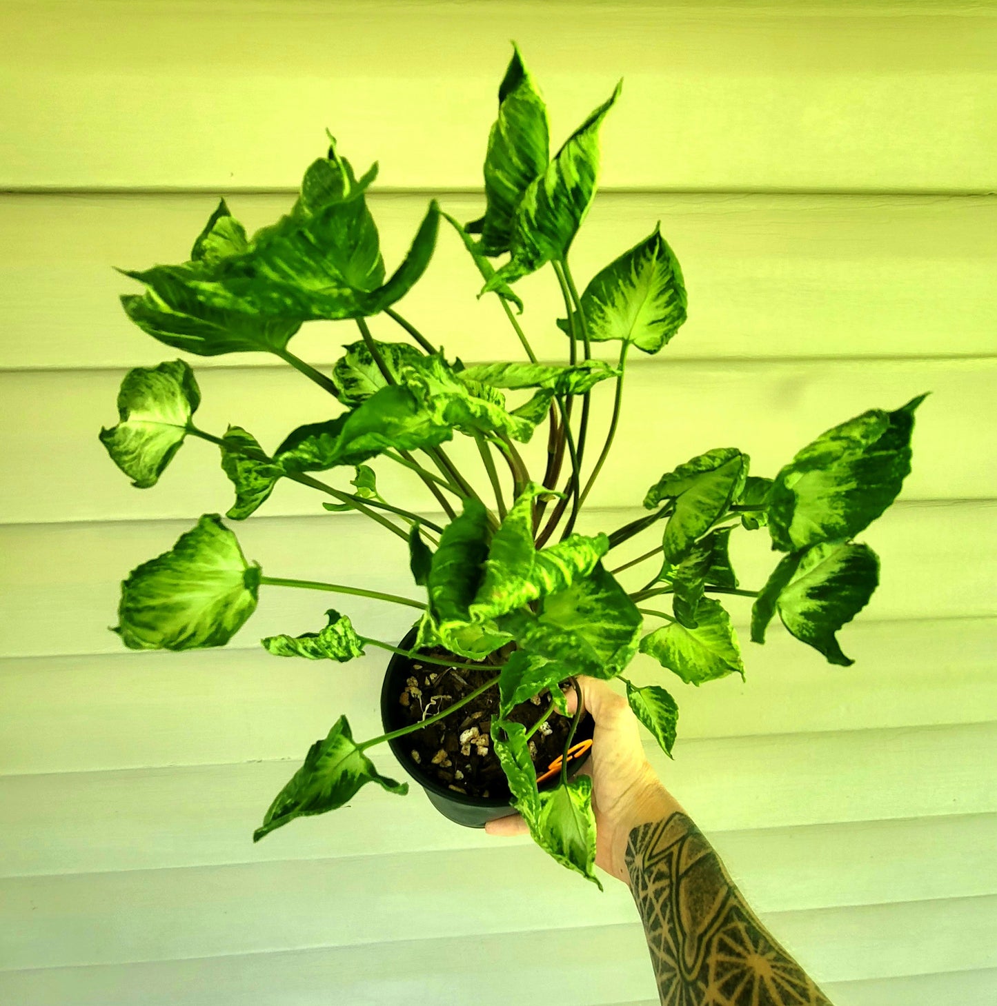 Syngonium Godzilla