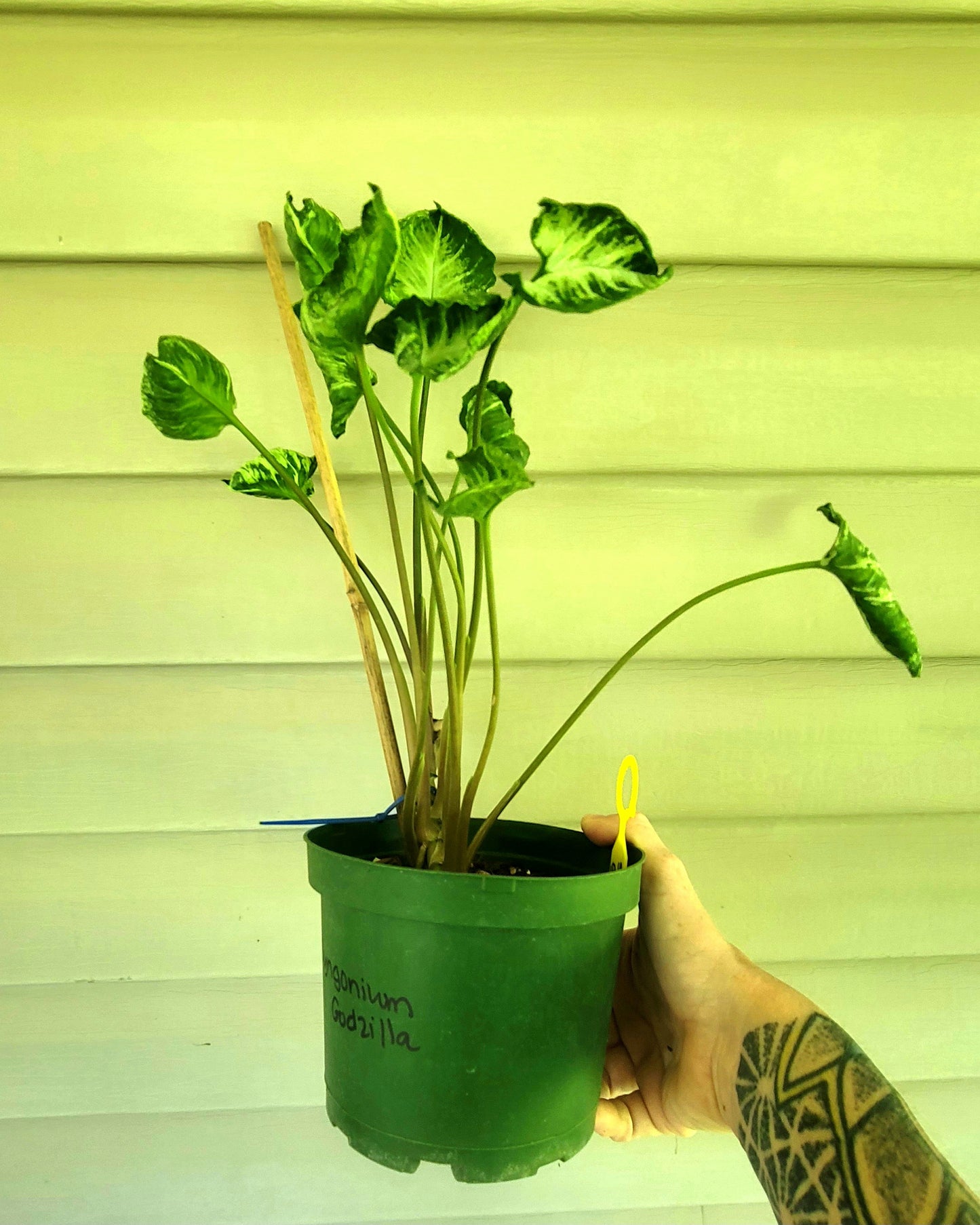Syngonium Godzilla