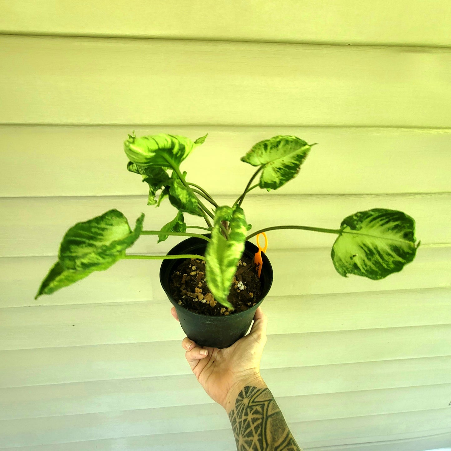 Syngonium Godzilla
