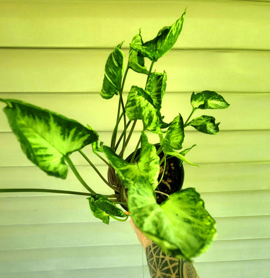 Syngonium Godzilla