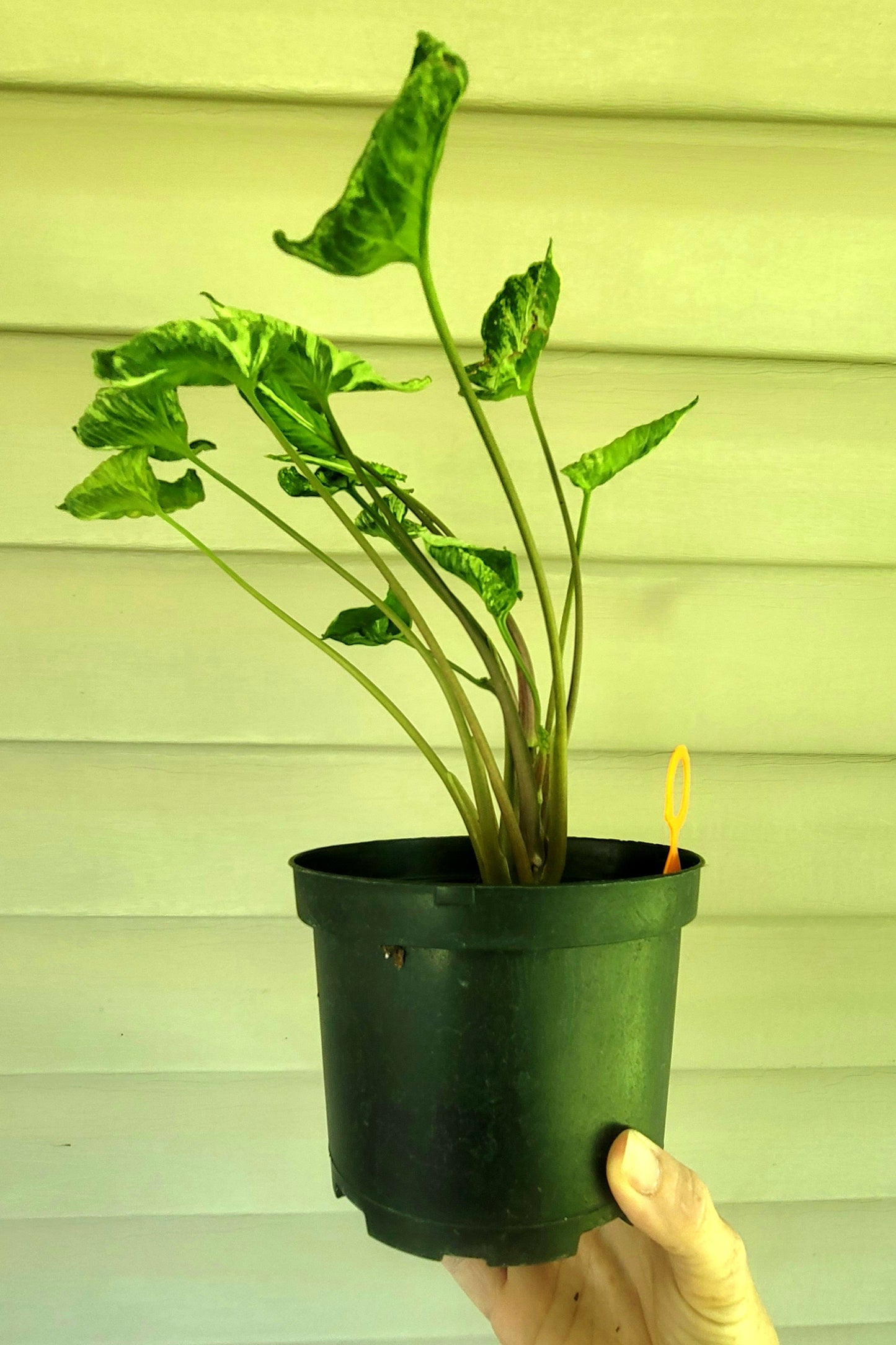 Syngonium Godzilla