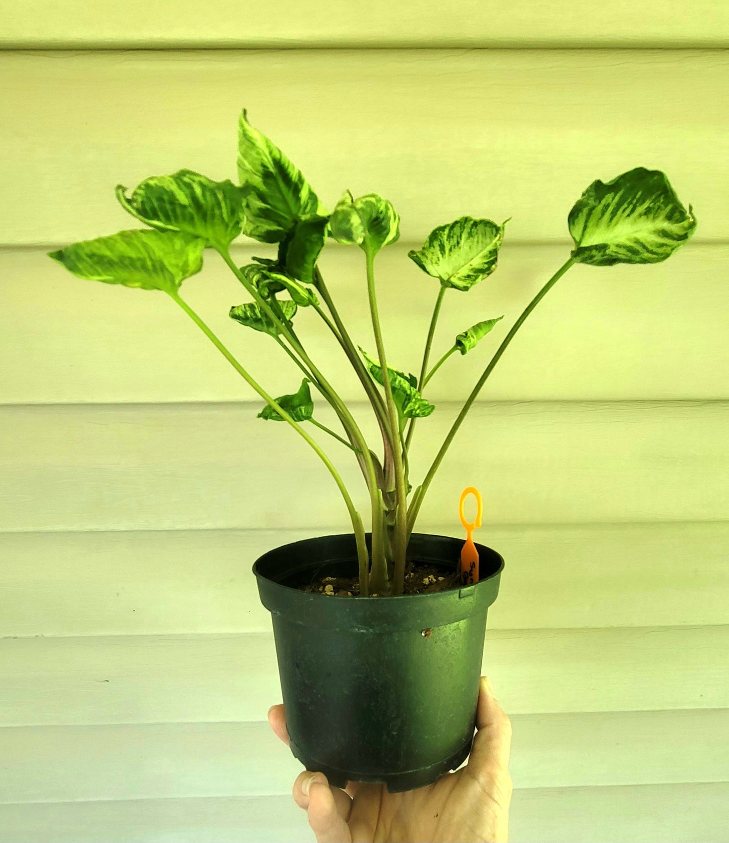Syngonium Godzilla