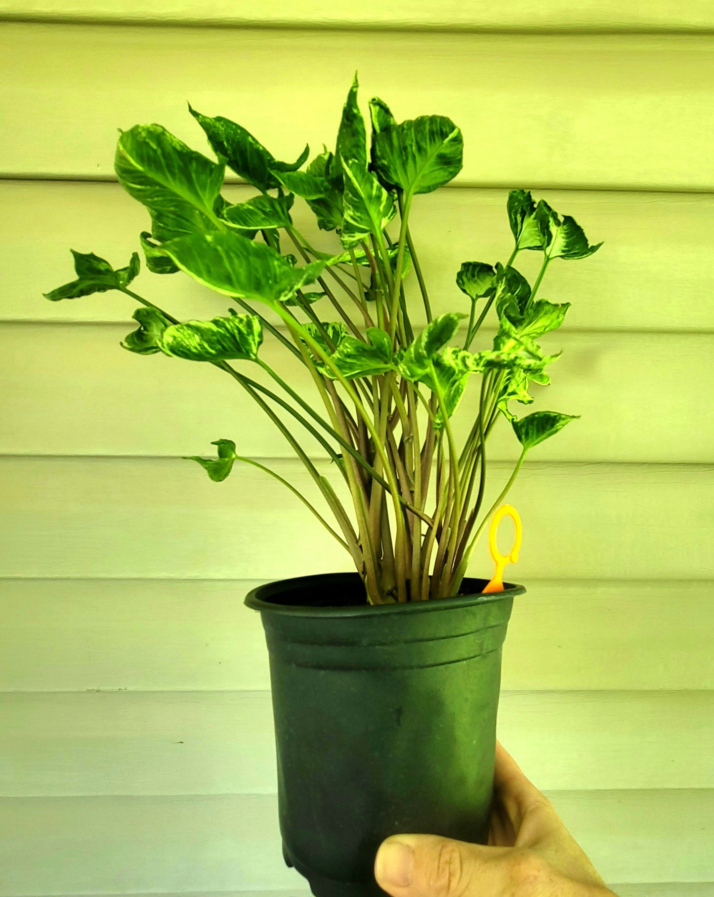 Syngonium Godzilla
