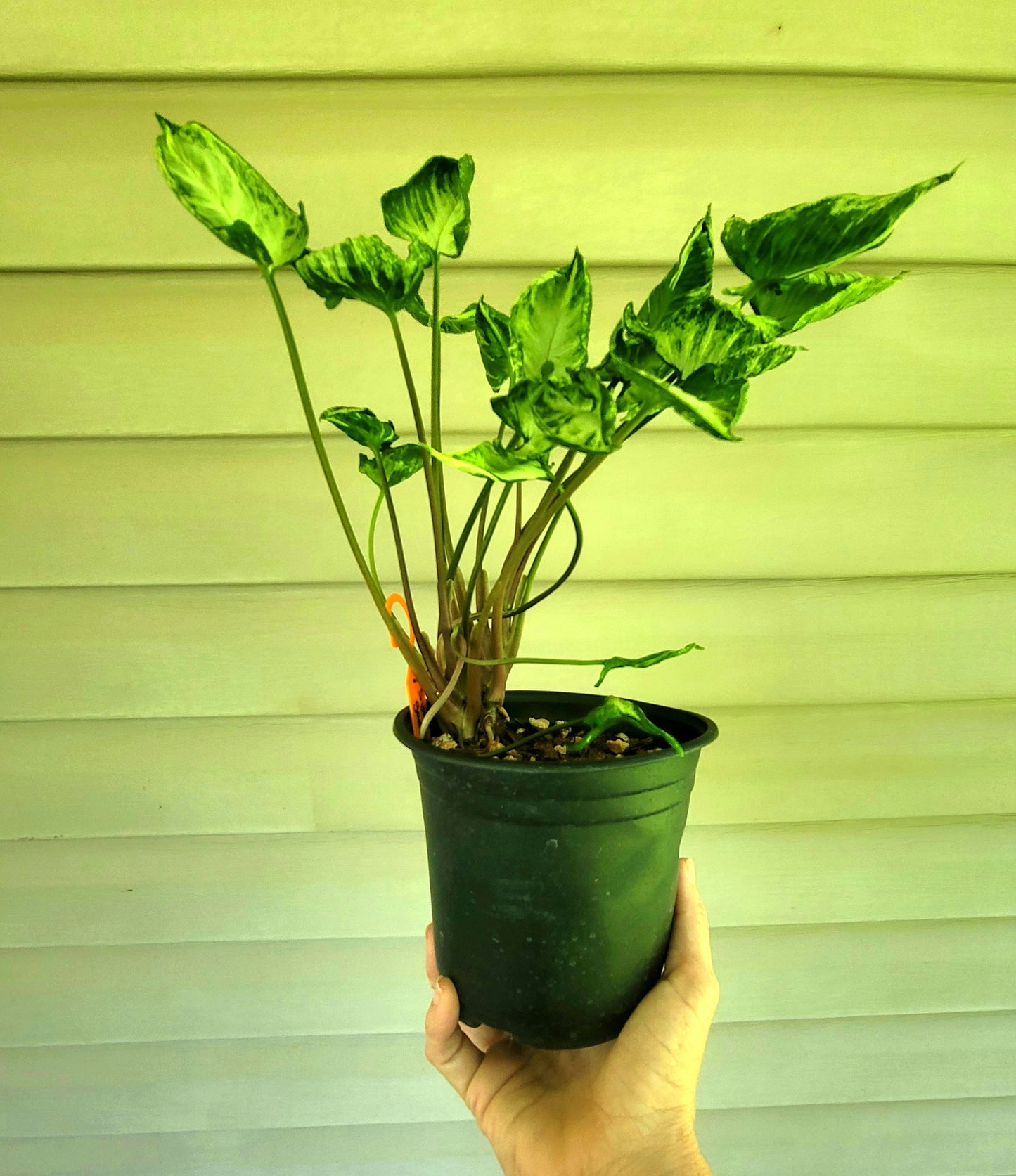 Syngonium Godzilla