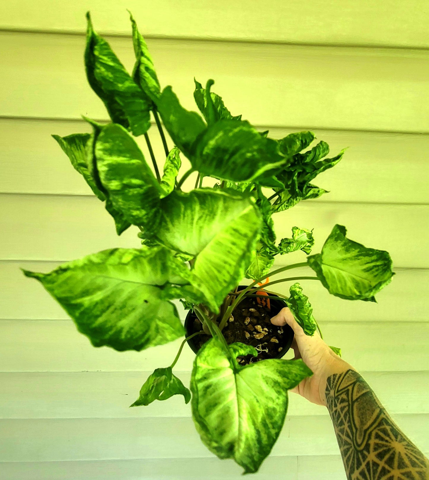 Syngonium Godzilla