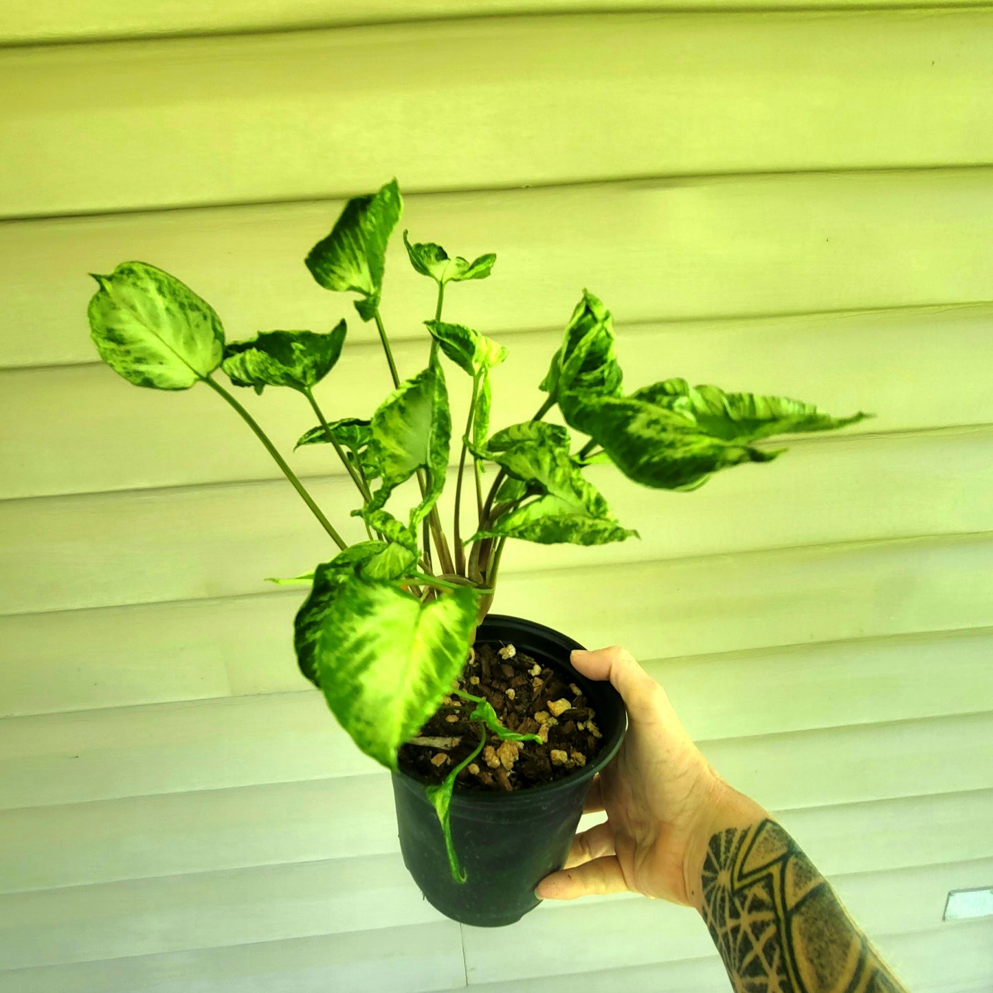 Syngonium Godzilla