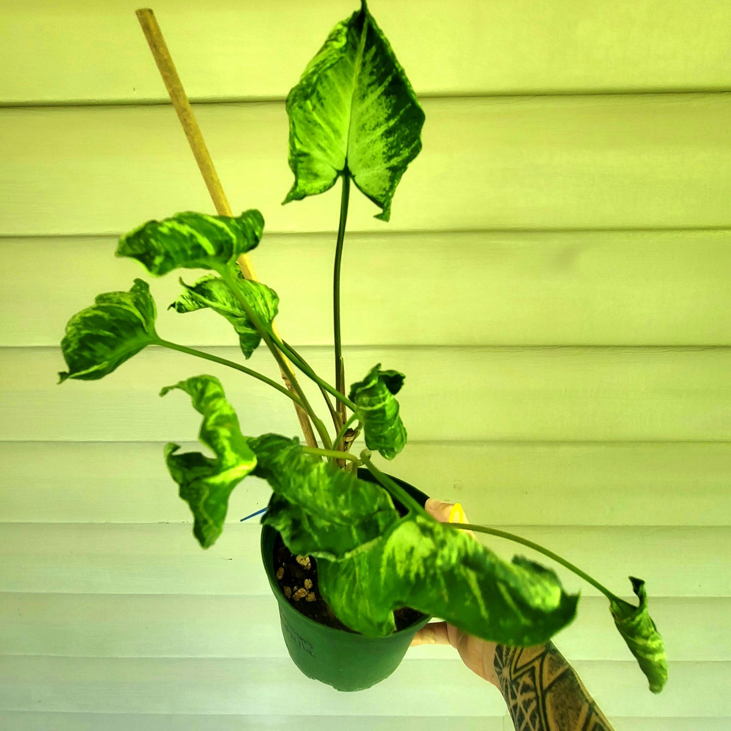 Syngonium Godzilla