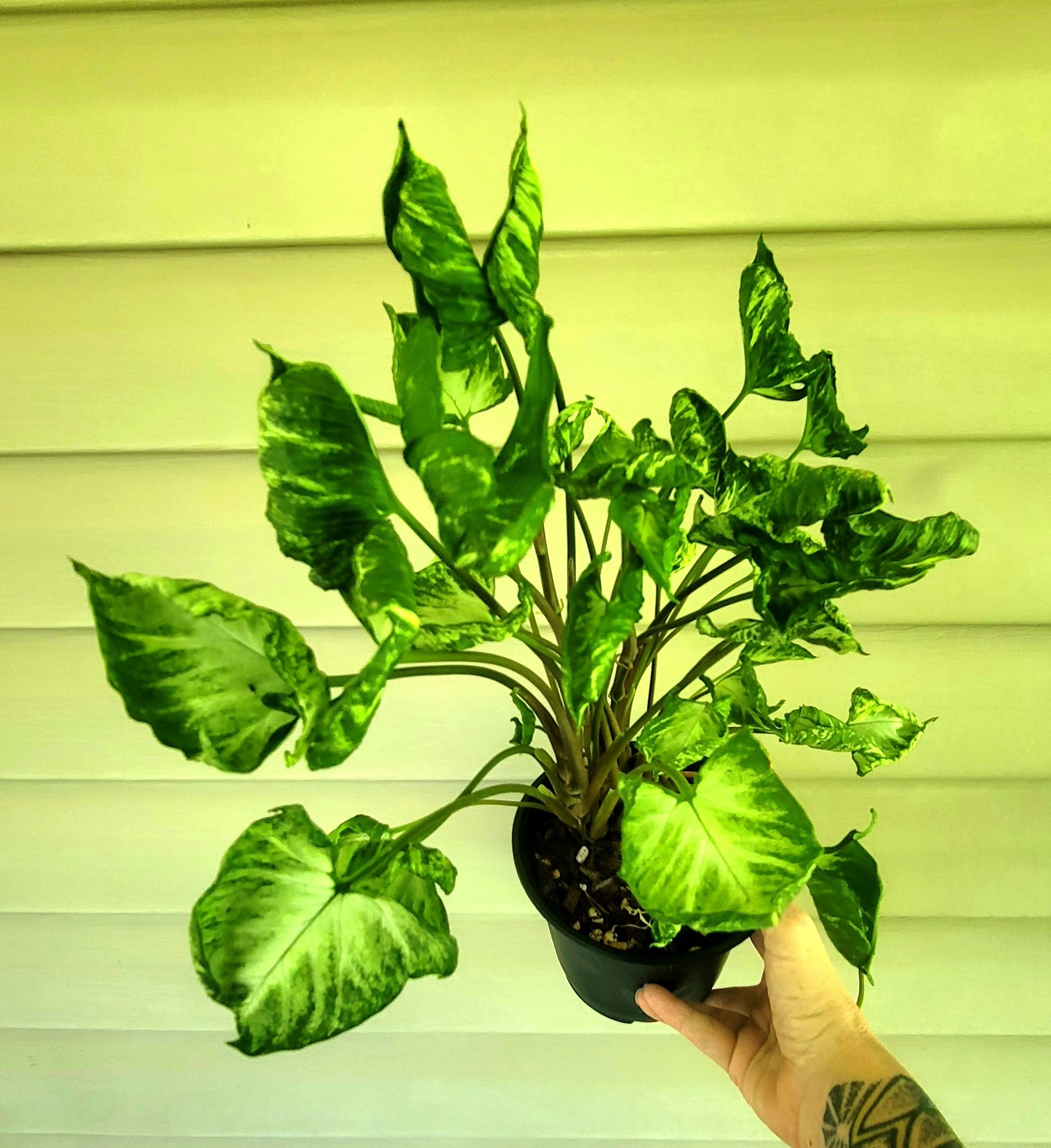 Syngonium Godzilla