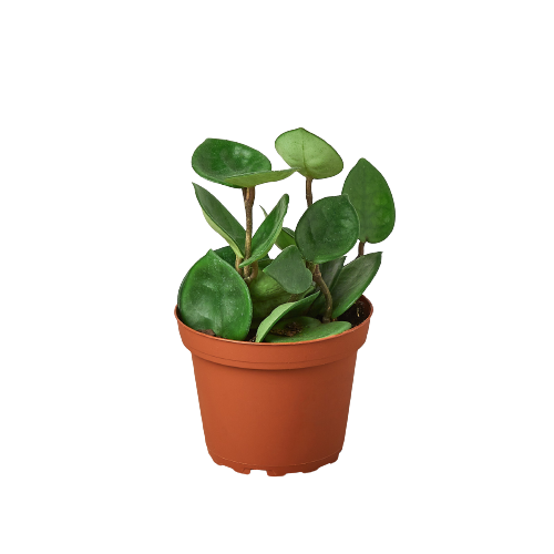 Hoya 'Chelsea'