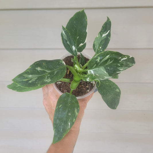 Philodendron White Wizard