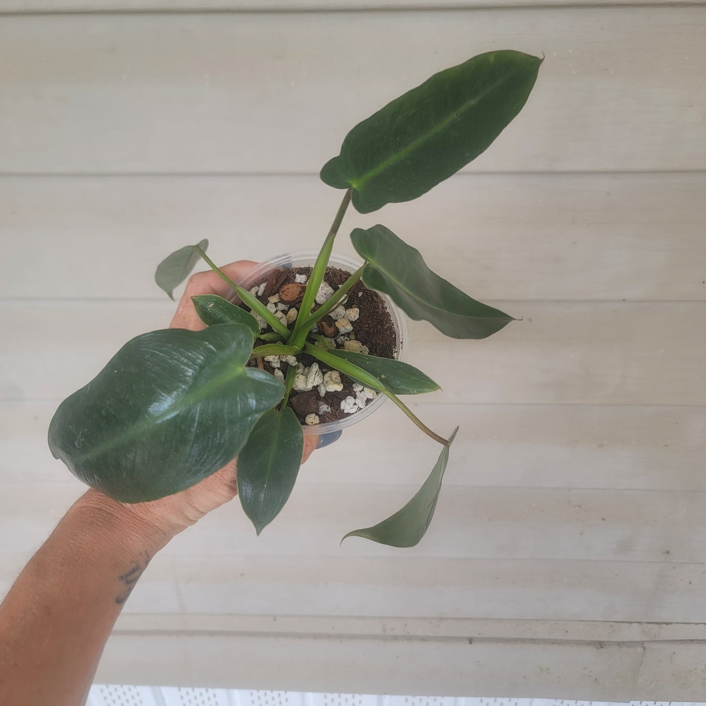 Philodendron Spiritus Sancti