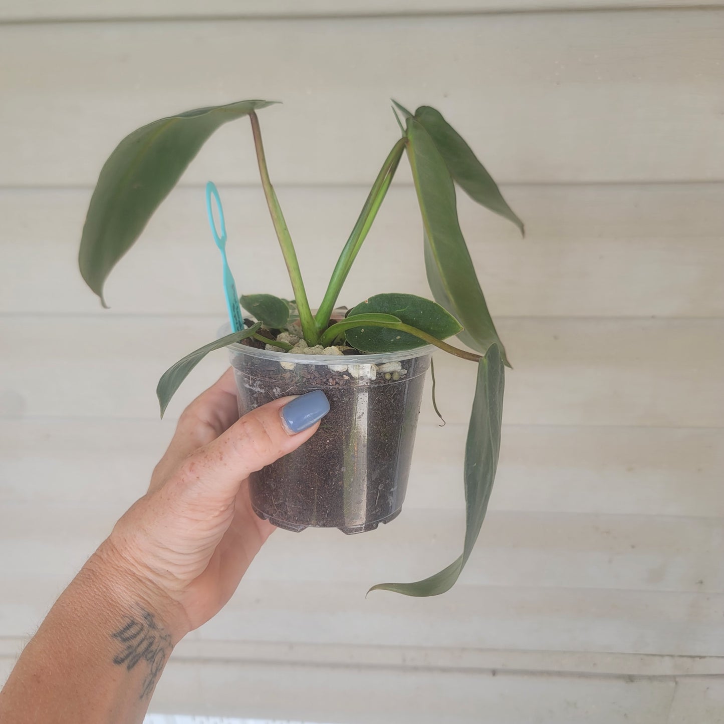 Philodendron Spiritus Sancti
